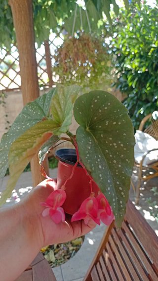 Begonia maculata in vasetto cm 10 di diametro