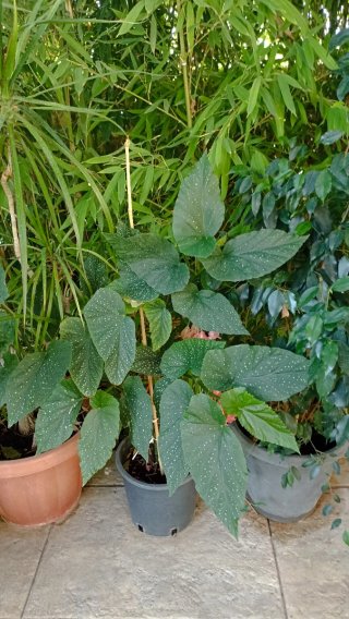 Begonia maculata in vasetto cm 10 di diametro