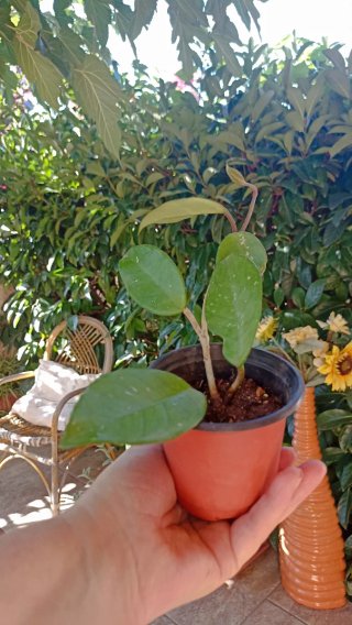Hoya carnosa o pianta dai fiori di cera.
