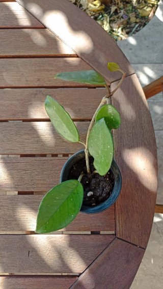 Hoya carnosa o pianta dai fiori di cera.