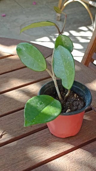 Hoya carnosa o pianta dai fiori di cera.