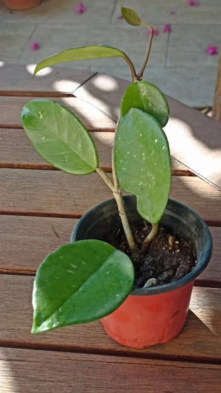 Hoya carnosa o pianta dai fiori di cera.