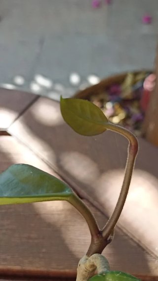Hoya carnosa o pianta dai fiori di cera.