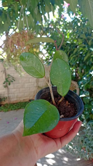 Hoya carnosa o pianta dai fiori di cera.