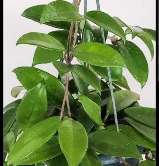 Hoya carnosa o pianta dai fiori di cera.
