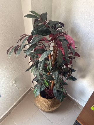 Planta artificial decorativa sin el cesto