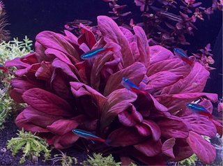 Plantas de acuario rojas y verdes