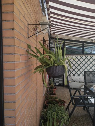 Cactus colgante sin maceta