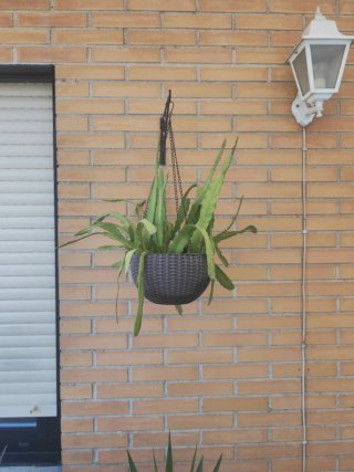 Cactus colgante sin maceta