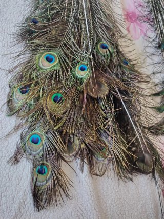 Plumas de pavo real auténticas.