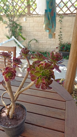 Aeonium Arboreum Atropurpureum