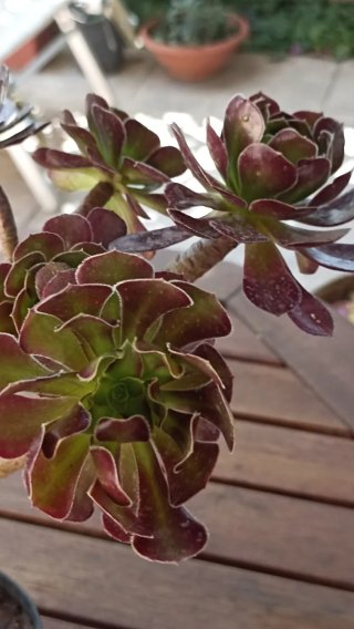 Aeonium Arboreum Atropurpureum