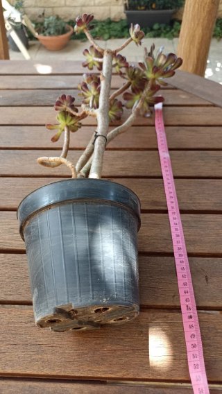 Aeonium Arboreum Atropurpureum