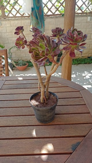 Aeonium Arboreum Atropurpureum