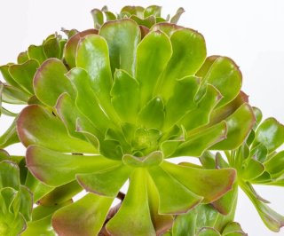 Aeonium Arboreum Atropurpureum