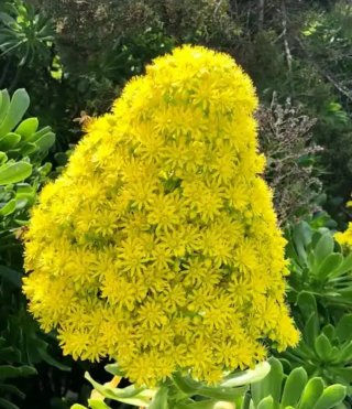 Aeonium Arboreum Atropurpureum