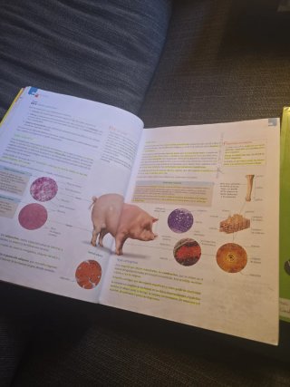 Biología y geología, ciencias, Bachillerato 1