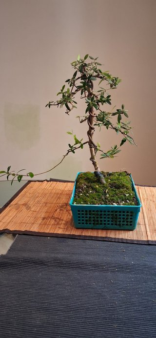 bonsai Olivo +15 años nº 1