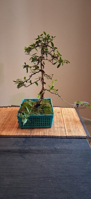 bonsai Olivo +15 años nº 1
