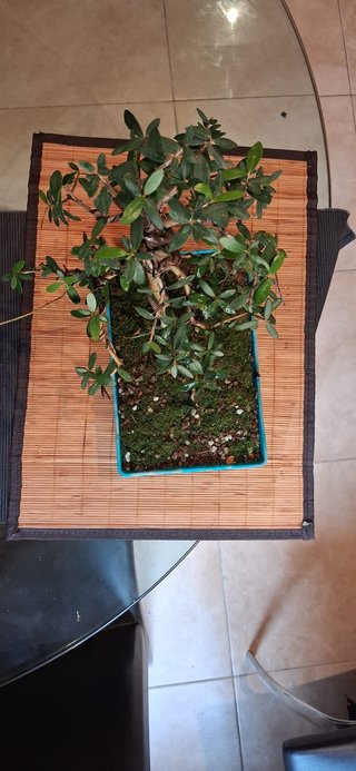 bonsai Olivo +15 años nº 1