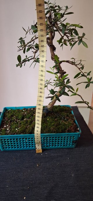 bonsai Olivo +15 años nº 1