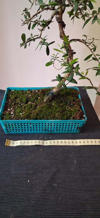 bonsai Olivo +15 años nº 1