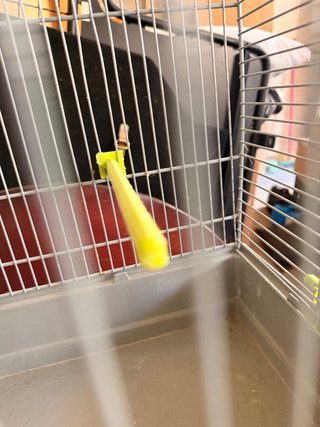 Jaula mediana para pájaros
