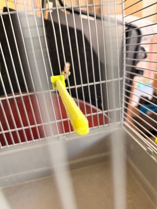 Jaula mediana para pájaros
