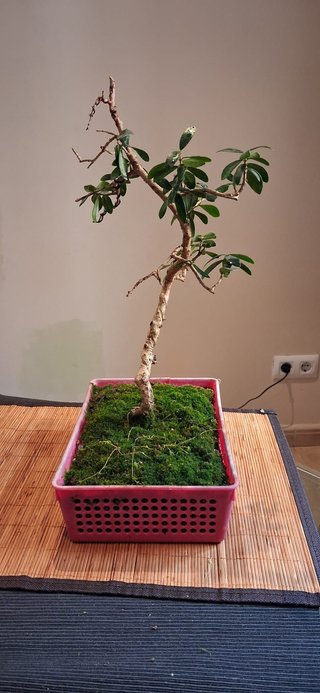 bonsai Olivo +10 años nº 2