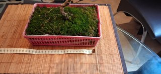 bonsai Olivo +10 años nº 2