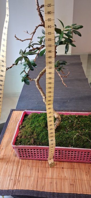 bonsai Olivo +10 años nº 2