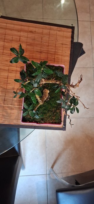 bonsai Olivo +10 años nº 2