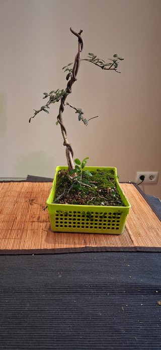 bonsai Olivo +10 años nº 3