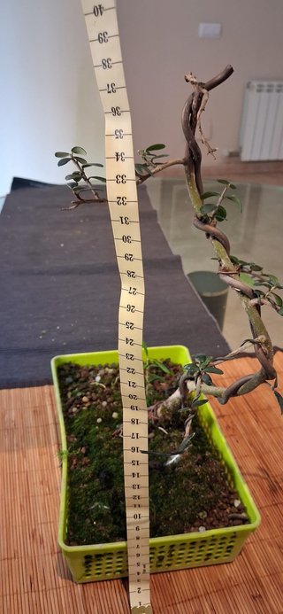 bonsai Olivo +10 años nº 3