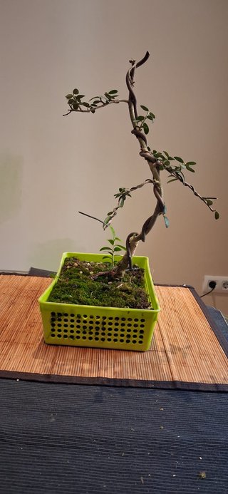 bonsai Olivo +10 años nº 3