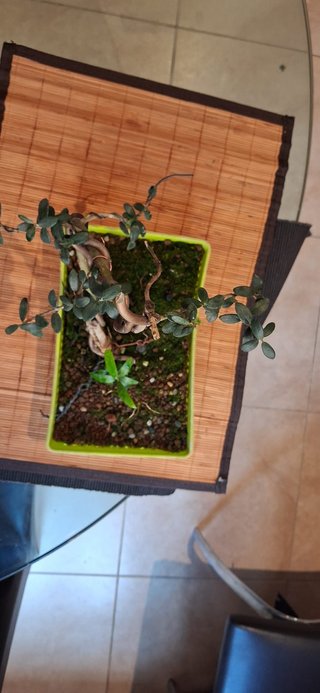 bonsai Olivo +10 años nº 3