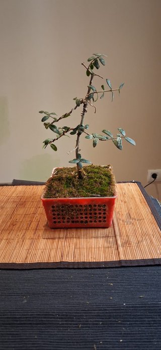 bonsai Olivo +10 años nº 4