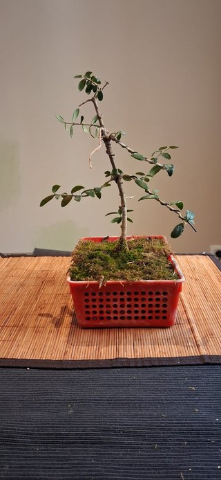 bonsai Olivo +10 años nº 4