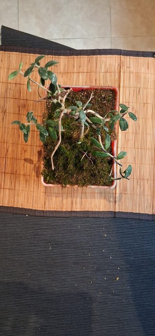 bonsai Olivo +10 años nº 4
