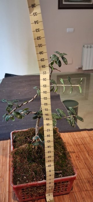bonsai Olivo +10 años nº 4