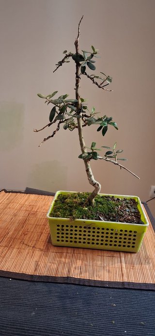 bonsai Olivo +10 años nº 5