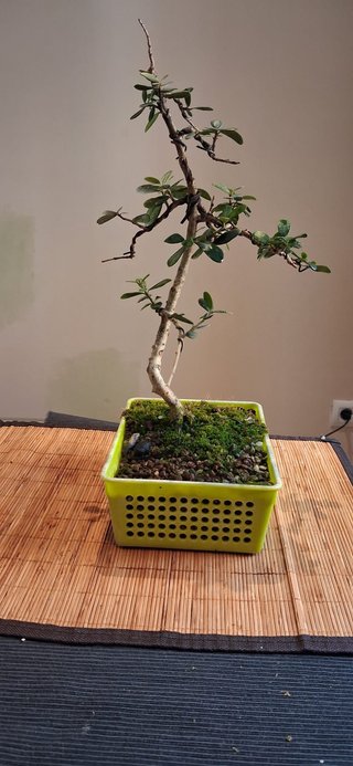 bonsai Olivo +10 años nº 5