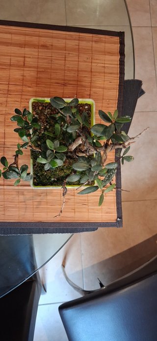 bonsai Olivo +10 años nº 5