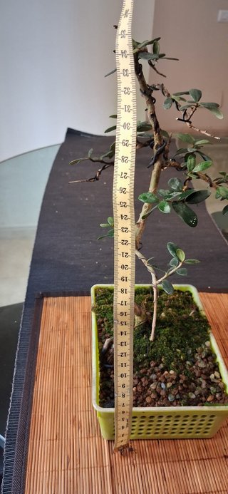 bonsai Olivo +10 años nº 5