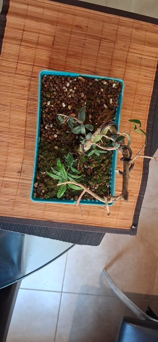 bonsai Olivo +10 años nº 6