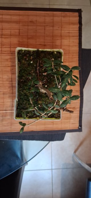 bonsai Olivo +10 años nº 7