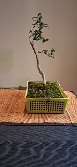 bonsai Olivo +10 años nº 7