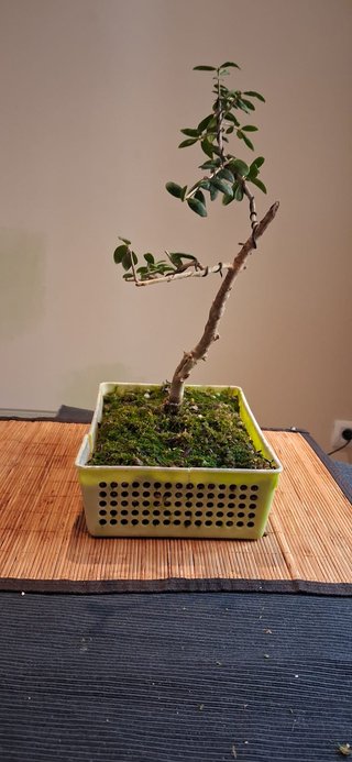 bonsai Olivo +10 años nº 7