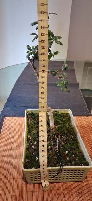 bonsai Olivo +10 años nº 7