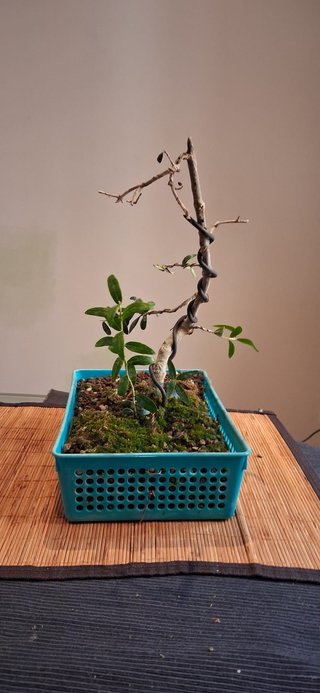 bonsai Olivo +10 años nº 8